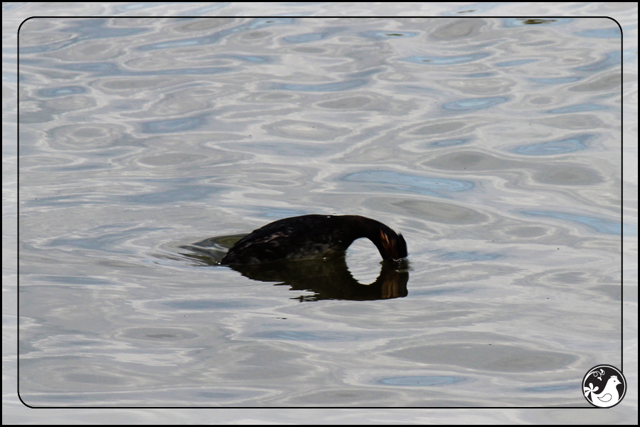 Ridgetop Farm and Garden | Birds of 2013 | Week 16 | Eared Grebe