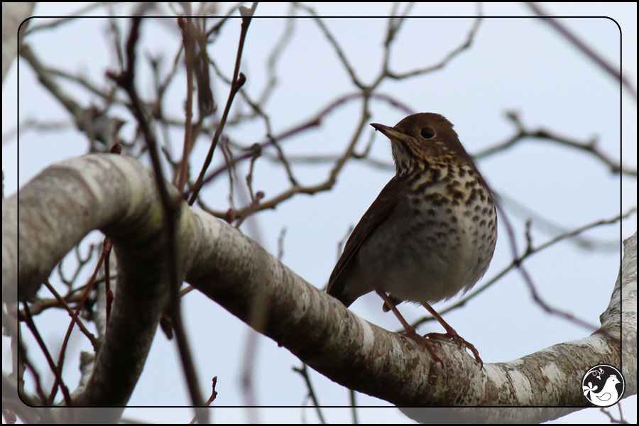 Ridgetop Farm and Garden | Birds of 2013 | Week 48 | American Pipit