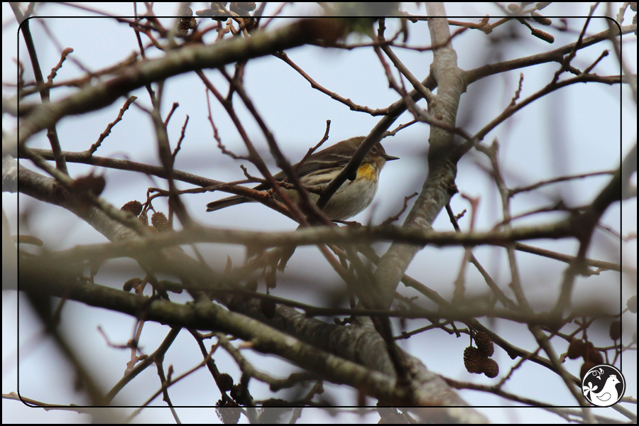 Ridgetop Farm and Garden | Birds of 2013 | Week 48 | Yellow-rumped Warbler