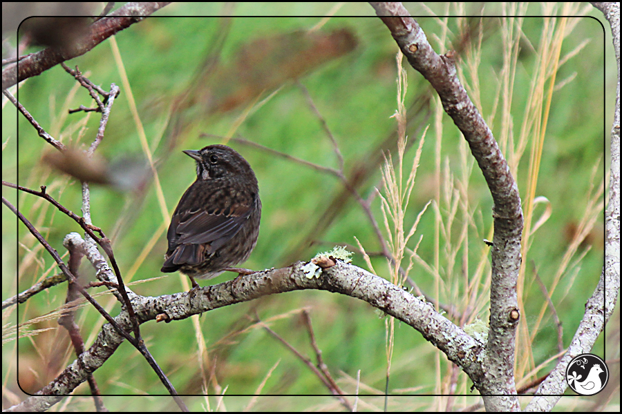 Ridgetop Farm and Garden | Birds of 2013 | Week 48 | Song Sparrow