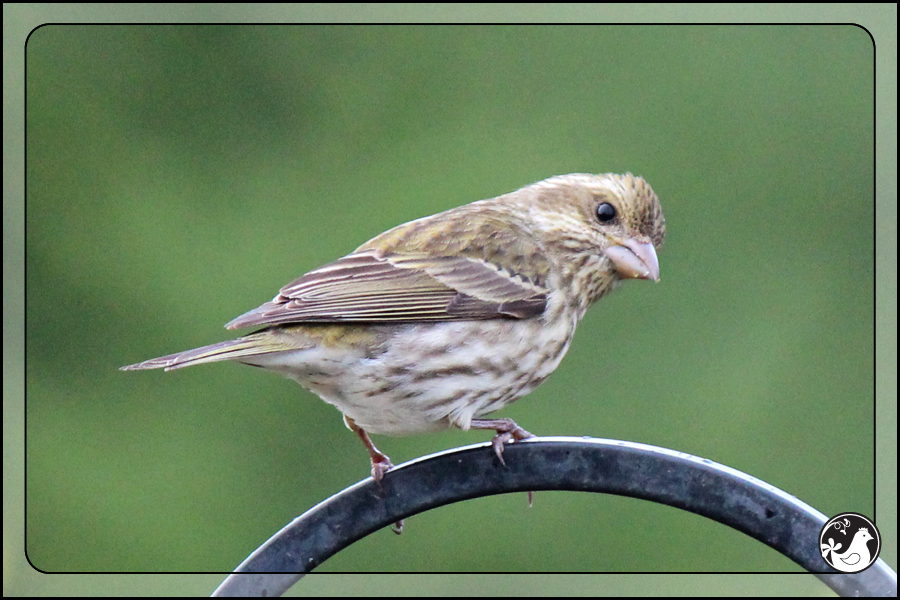 Ridgetop Farm and Garden | Birds of 2013 | Week 17 | House Finch