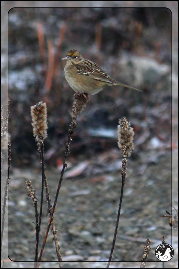 Ridgetop Farm and Garden | Birds of 2013 | Week 51