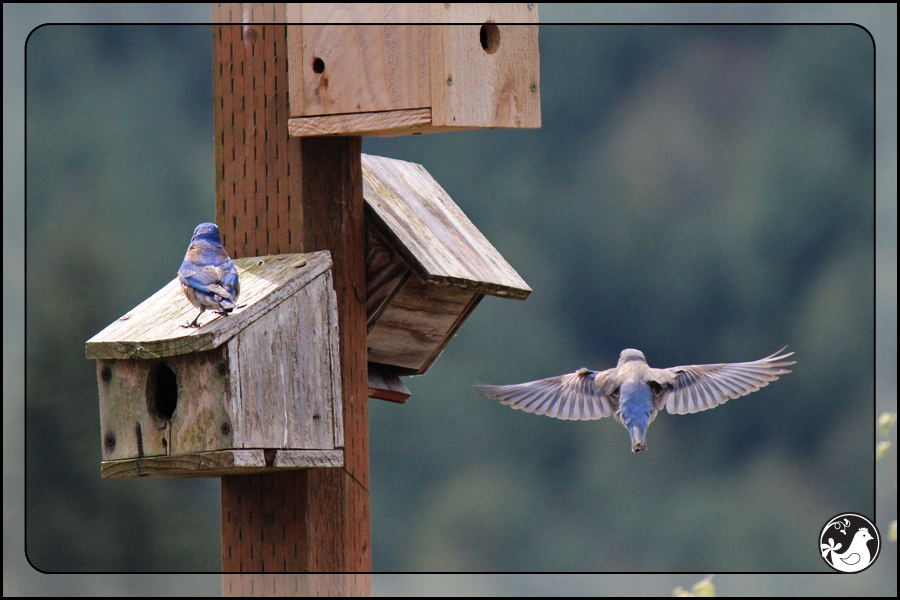 Ridgetop Farm and Garden | Birds of 2013 | Week 17 | 