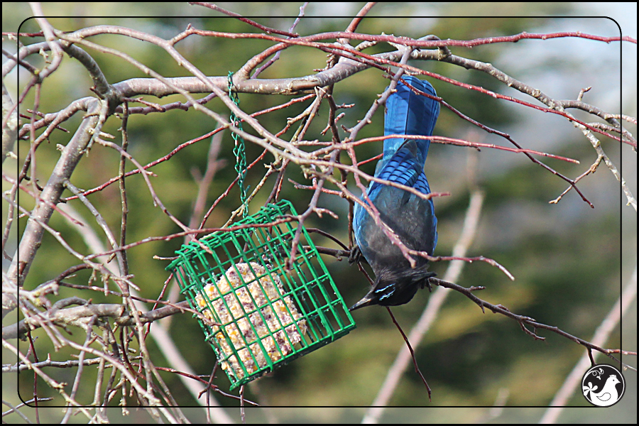 Ridgetop Farm and Garden | Birds of 2013 | Week 15 | Steller's Jay