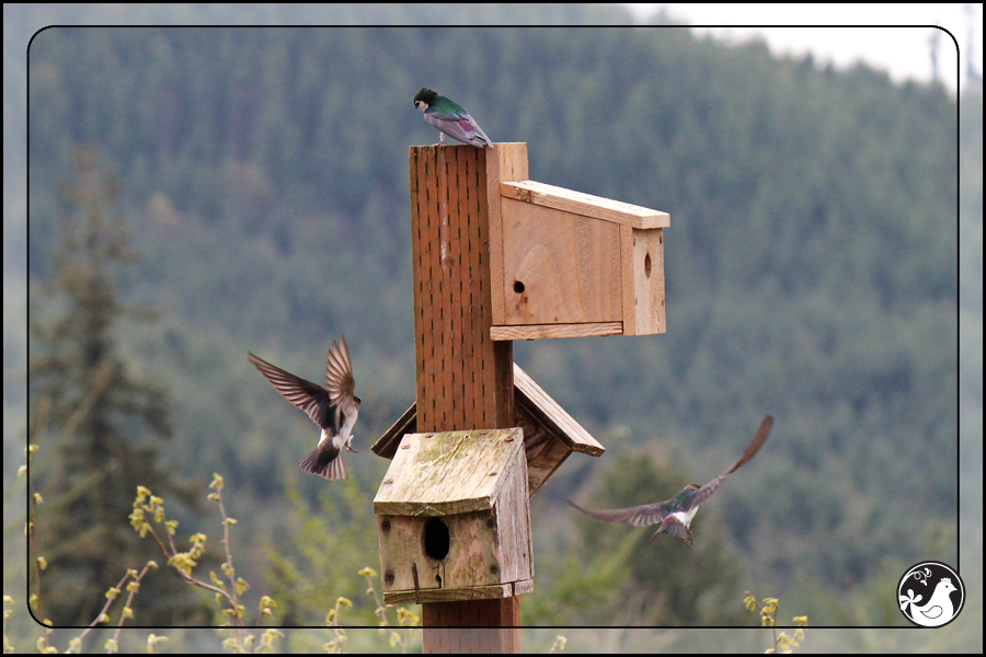 Ridgetop Farm and Garden | Birds of 2013 | Week 17 | 