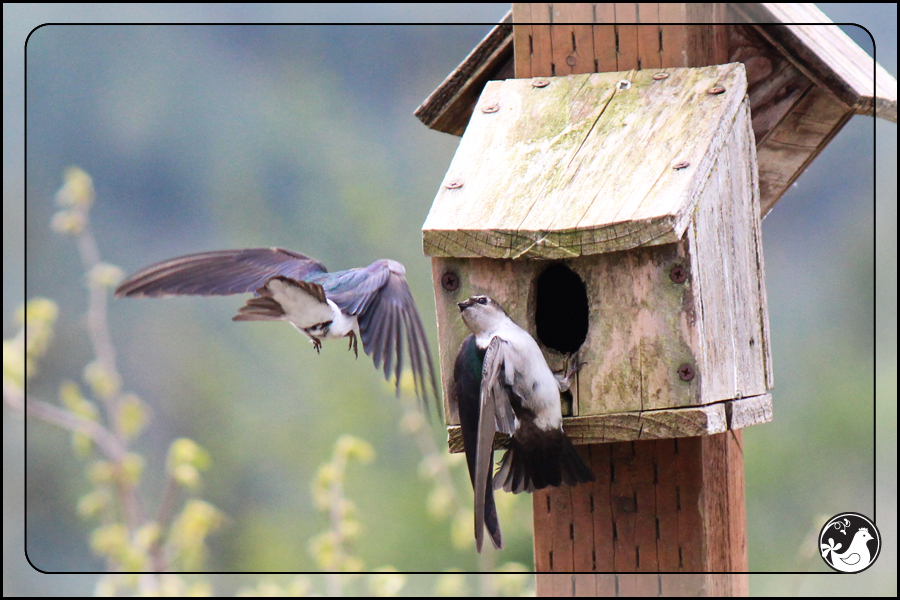 Ridgetop Farm and Garden | Birds of 2013 | Week 17 | 