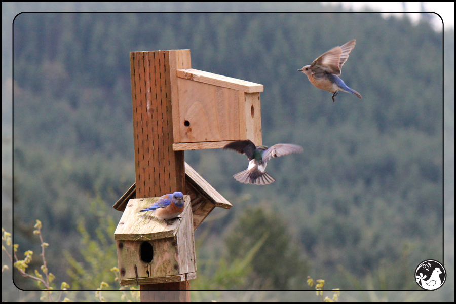 Ridgetop Farm and Garden | Birds of 2013 | Week 17 | 