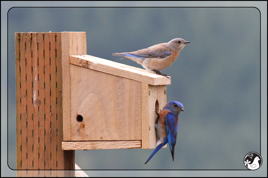 Ridgetop Farm and Garden | Birds of 2013 | Week 17 | Western Bluebird