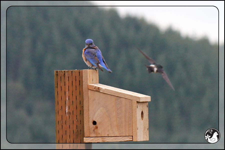 Ridgetop Farm and Garden | Birds of 2013 | Week 17 | 