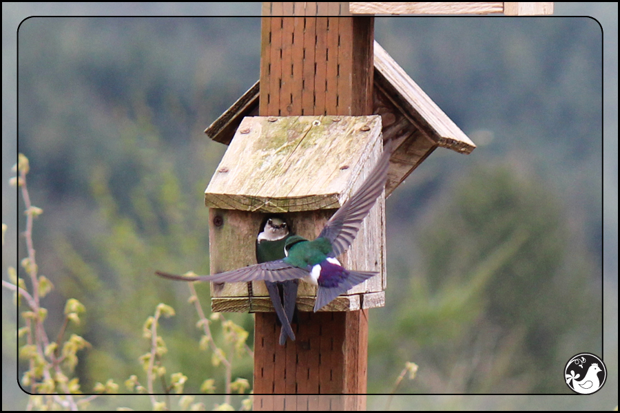 Ridgetop Farm and Garden | Birds of 2013 | Week 17 | Violet-green Swallows