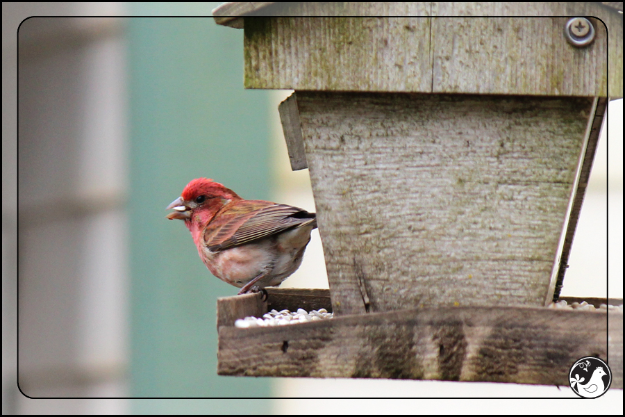 Ridgetop Farm and Garden | Birds of 2013 | Week 17 | House Finch