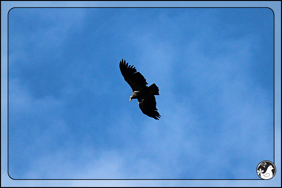 Ridgetop Farm and Garden | Birds of 2013 | Week 35 | California Condor