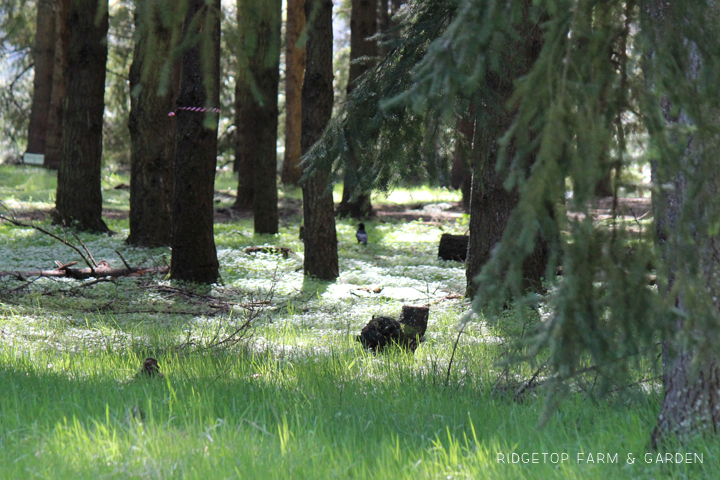 Ridgetop Farm and Garden | Oregon Garden