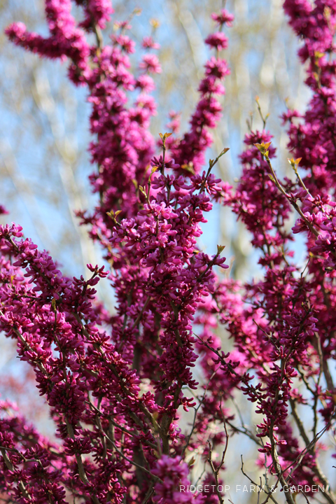 Ridgetop Farm and Garden | Oregon Garden