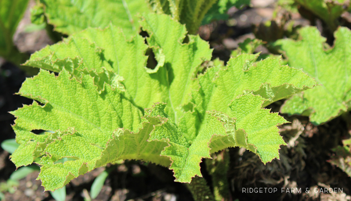 Ridgetop Farm and Garden | Oregon Garden