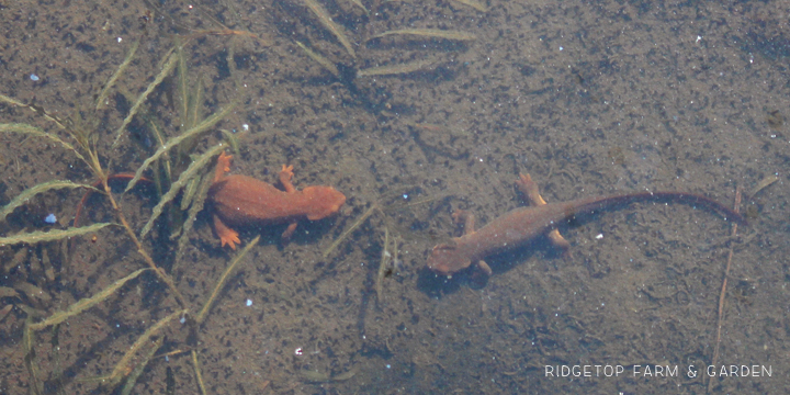 Ridgetop Farm and Garden | Oregon Garden