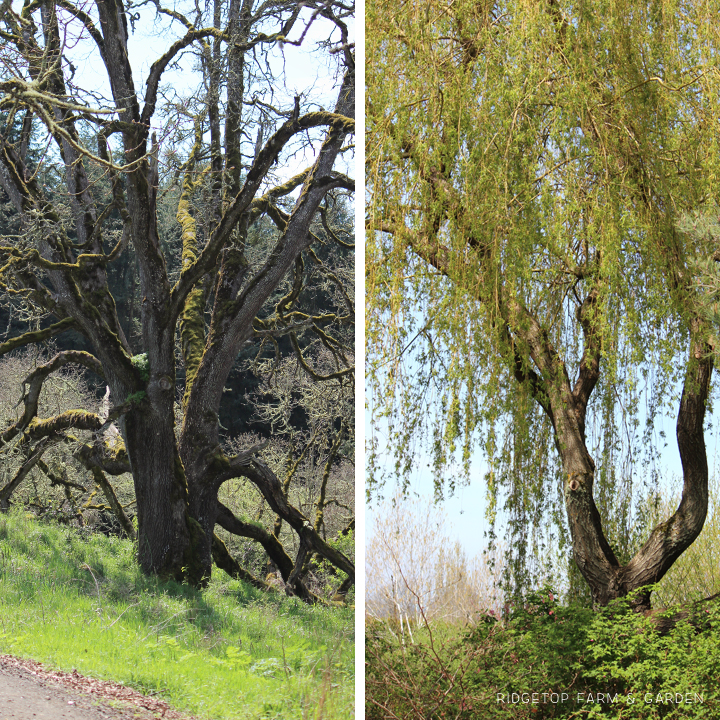 Ridgetop Farm and Garden | Oregon Garden