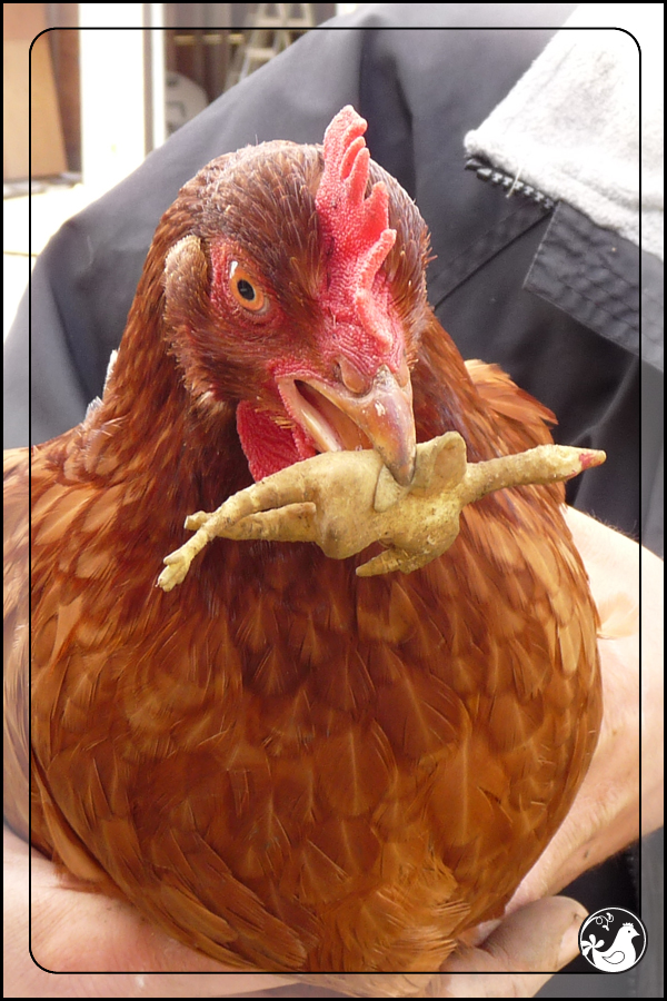 Ridgetop Farm and Garden | Our Flock | Rhode Island Reds