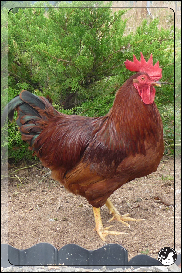 Ridgetop Farm and Garden | Our Flock | Rhode Island Reds