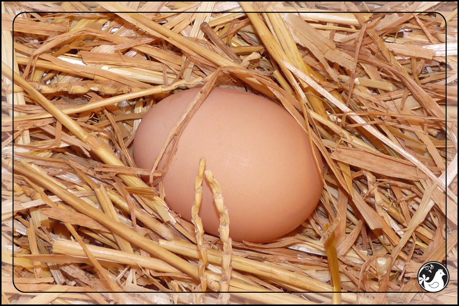 Ridgetop Farm and Garden | Our Flock | Rhode Island Reds