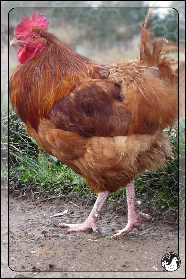 Ridgetop Farm and Garden | Our Flock | Rhode Island Reds