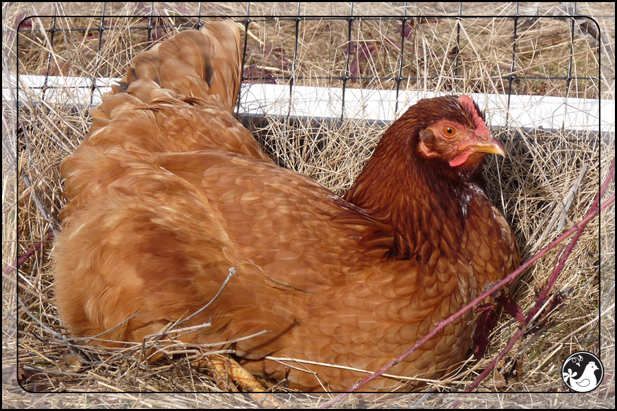 Ridgetop Farm and Garden | Our Flock | Rhode Island Reds