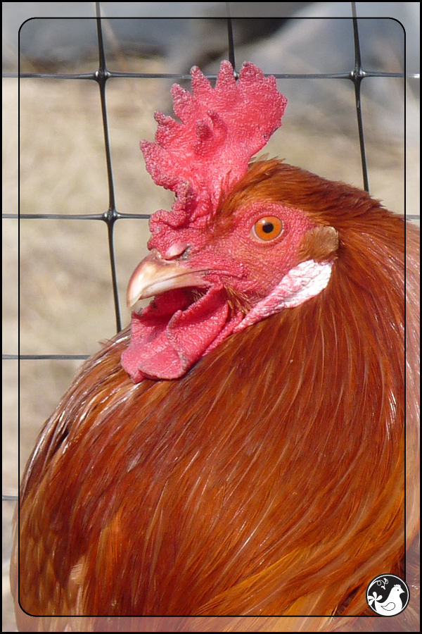 Ridgetop Farm and Garden | Our Flock | Rhode Island Reds