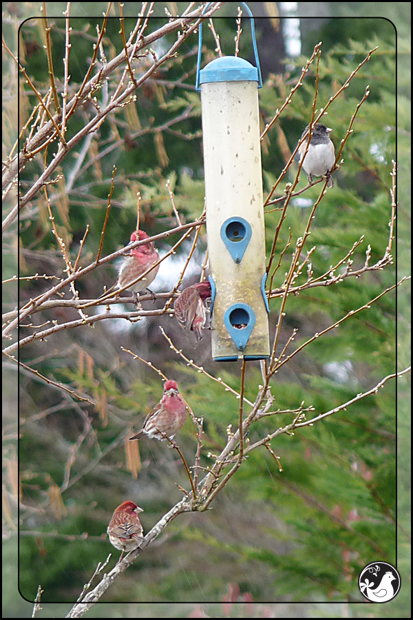 Ridgetop Farm and Garden | Birds of 2013 | Week 15 | House Finch | Dark-eyed Junco