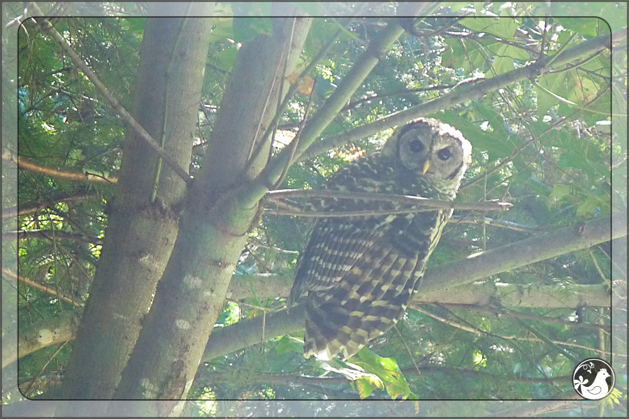 Ridgetop Farm and Garden | Birds of 2013 | Week 28 | Barred Owl 