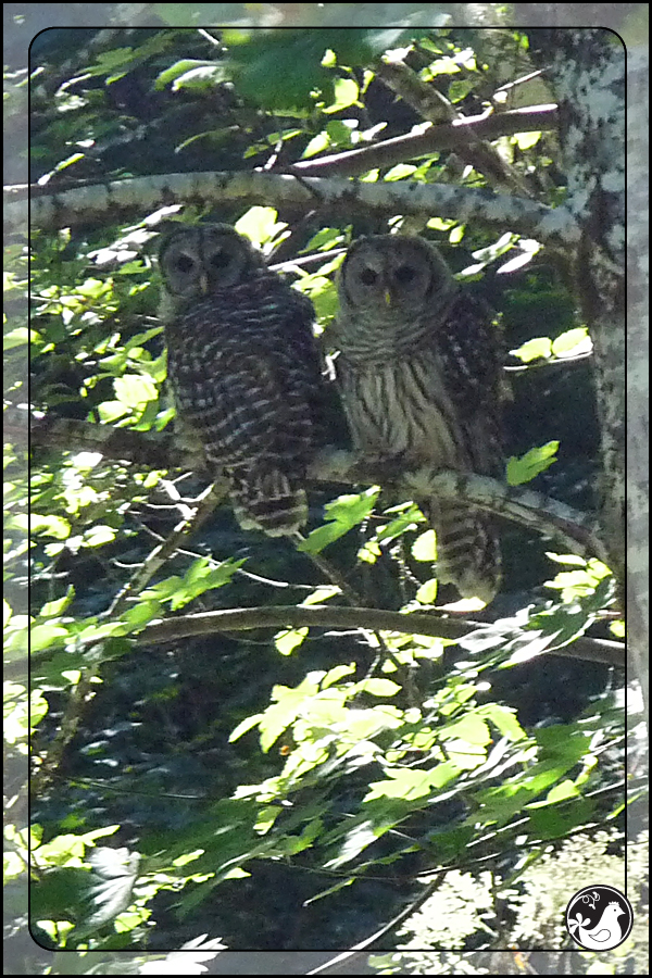 Ridgetop Farm and Garden | Birds of 2013 | Week 28 | Barred Owl 