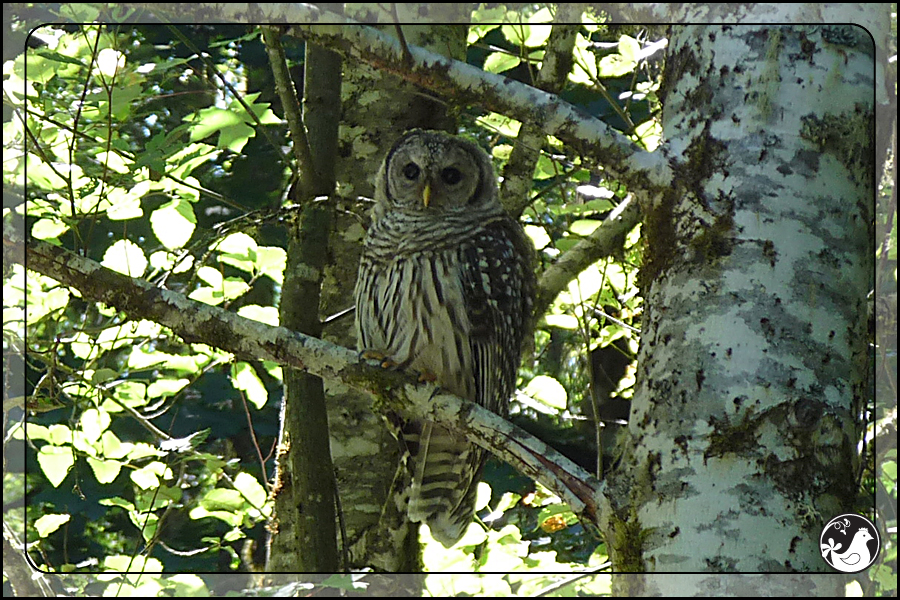 Ridgetop Farm and Garden | Birds of 2013 | Week 28 | Barred Owl 