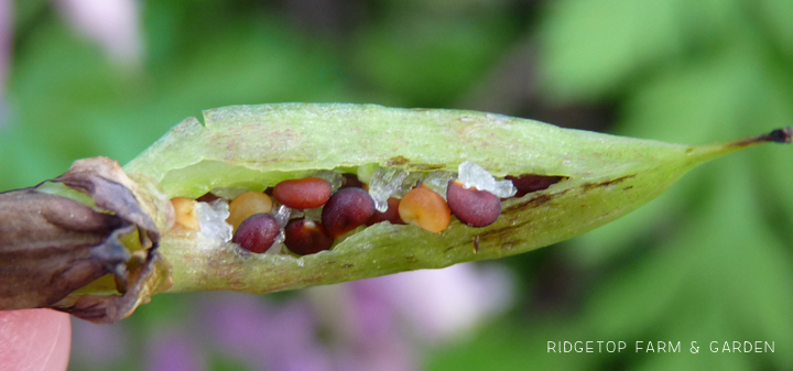 Ridgetop Farm and Garden | Pacific NW Plants | Pacific Bleeding Heart | Western