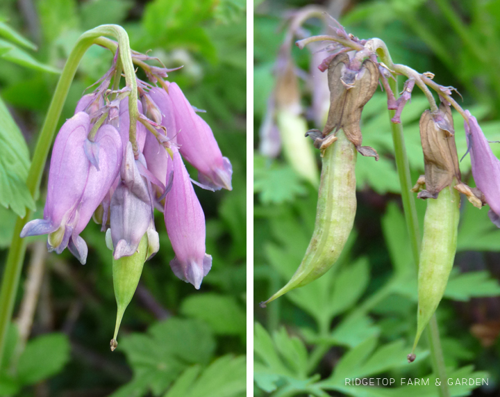 Ridgetop Farm and Garden | Pacific NW Plants | Pacific Bleeding Heart | Western