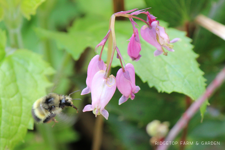 Ridgetop Farm and Garden | Pacific NW Plants | Pacific Bleeding Heart | Western