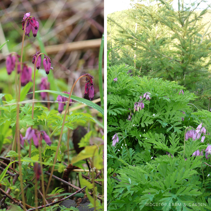 Ridgetop Farm and Garden | Pacific NW Plants | Pacific Bleeding Heart | Western