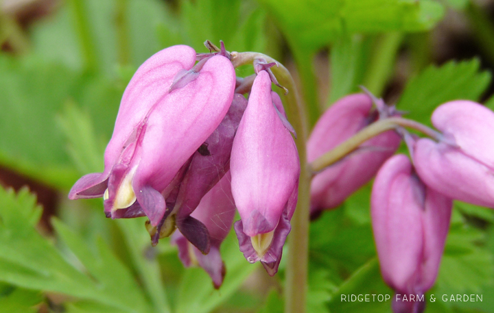 Ridgetop Farm and Garden | Pacific NW Plants | Pacific Bleeding Heart | Western