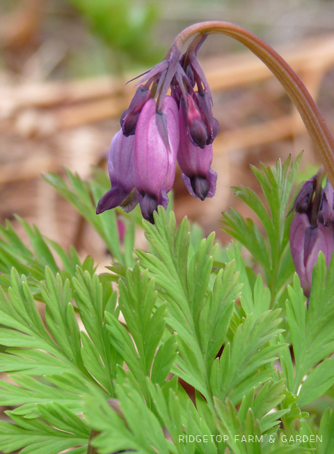 Ridgetop Farm and Garden | Pacific NW Plants | Pacific Bleeding Heart | Western