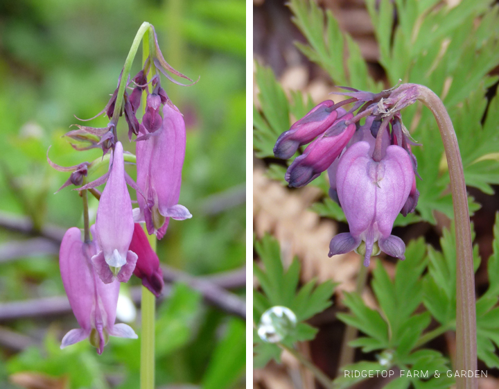 Ridgetop Farm and Garden | Pacific NW Plants | Pacific Bleeding Heart | Western