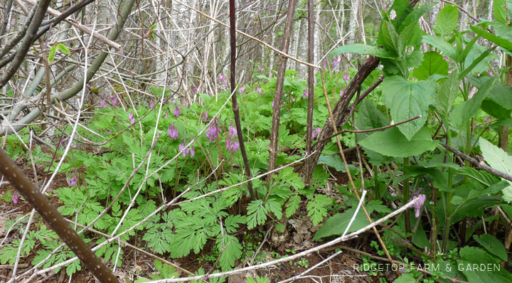 Ridgetop Farm and Garden | Pacific NW Plants | Pacific Bleeding Heart | Western