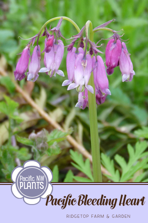 Ridgetop Farm and Garden | Pacific NW Plants | Pacific Bleeding Heart | Western