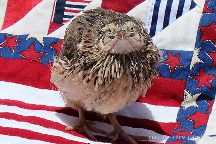 Ridgetop Farm and Garden | Quail