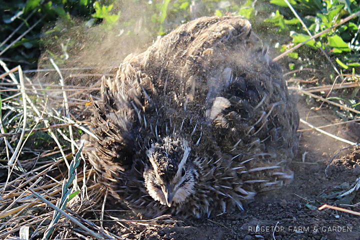 Ridgetop Farm and Garden | Quail