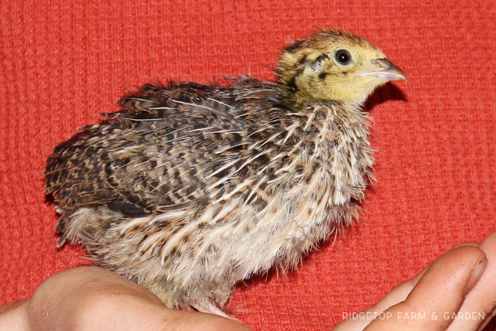 Ridgetop Farm and Garden | Quail