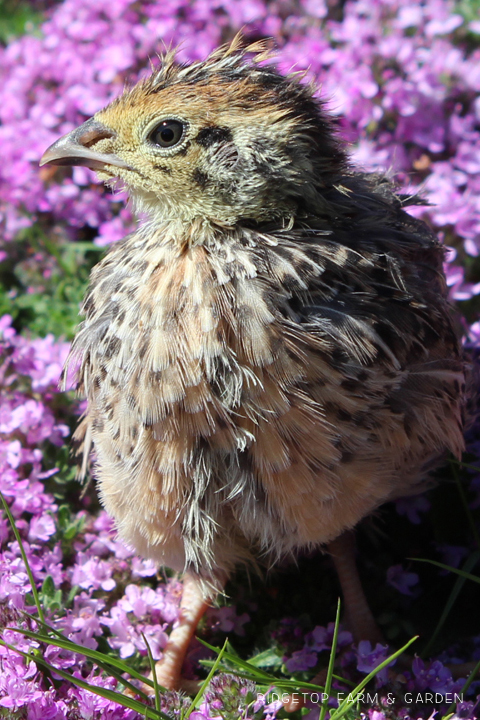 Ridgetop Farm and Garden | Quail