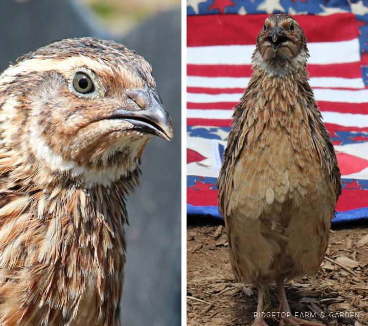 Ridgetop Farm and Garden | Quail