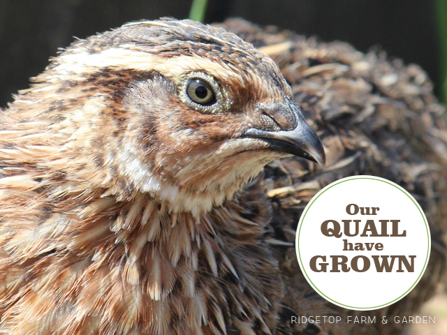 Ridgetop Farm and Garden | Quail