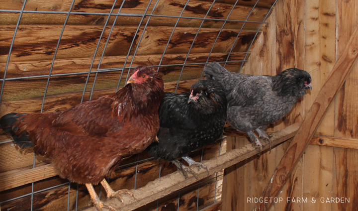 Ridgetop Farm and Garden | Coturnix Quail | Housing