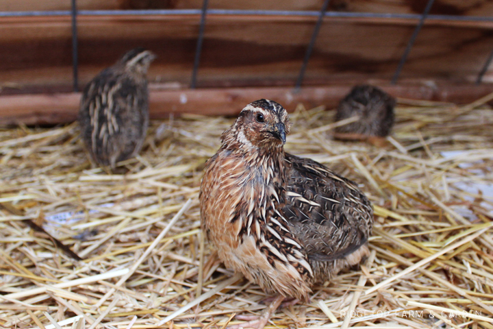 Ridgetop Farm and Garden | Coturnix Quail | Housing