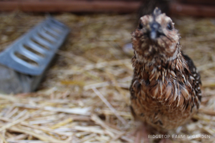 Ridgetop Farm and Garden | Coturnix Quail | Housing