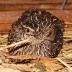 New Quail Home